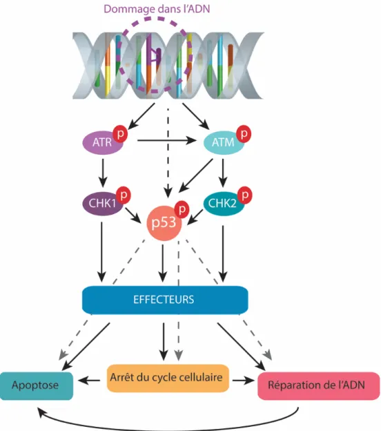 Figure 1.5 Représentation schématique simplifiée de la DDR après induction  de dommages dans l’ADN par les rayons ultraviolets