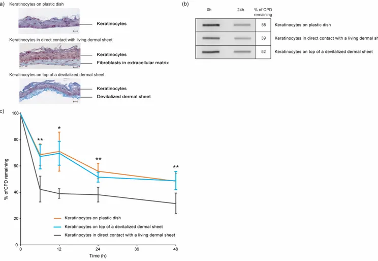 Figure 2.2 CPD repair kinetics in keratinocytes cultured on 3 different supports  a. Masson's trichrome staining of 5-μm-thick histological sections of the 3 different models  used  in  this  study:  (Top)  Keratinocytes  grown  directly  on  culture  dish