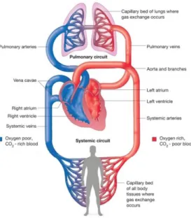 Figure 0.1: Cardiovascular system. [A] 