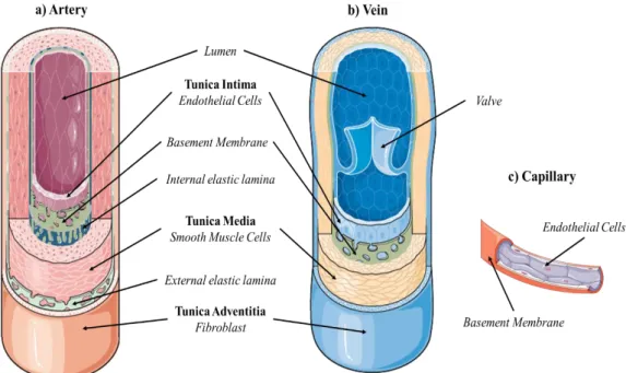Figure 0.2: Blood vessels structure: a) Artery; b) Vein; c) Capillary. 