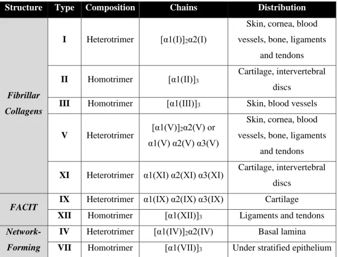 Table 1.1: Main Collagen types and their distribution in the human body.  Modified from [177]