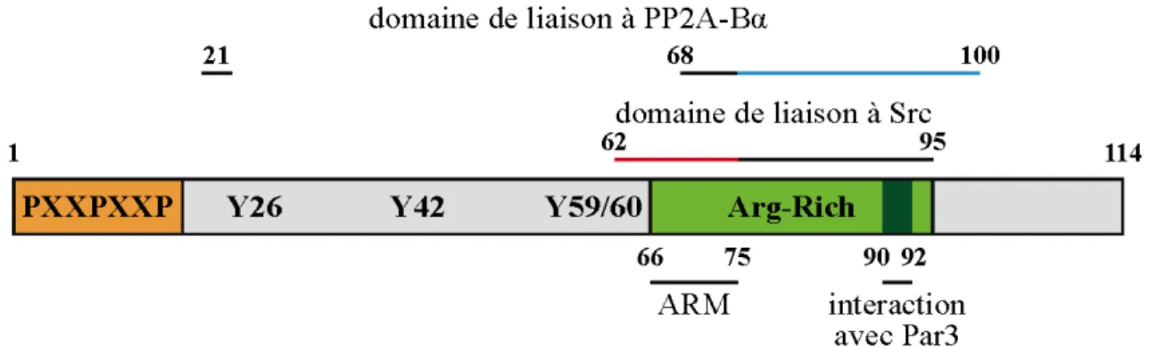 Figure 1.2 – Schéma de la structure de la protéine E4orf4 de l’adénovirus. La taille relative 