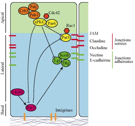 Figure  1.4  –  Organisation  des  complexes  régulant  la  mise  en  place  et  le  maintien  de  la 