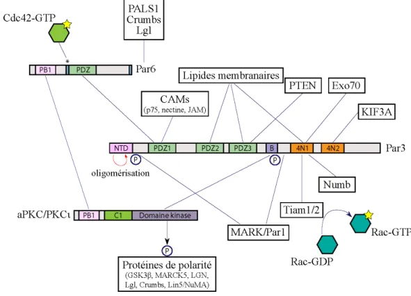 Figure 1.5 – Schéma des interactions protéiques impliquant les protéines du complexe Par