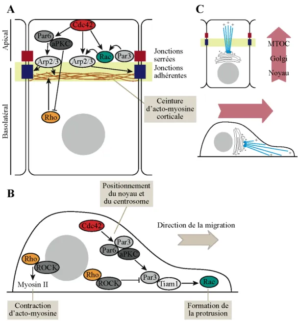 Figure 1.6 – Schéma du rôle des protéines du complexe Par dans la ségrégation de l’activité 