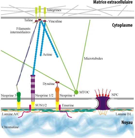 Figure 1.7 – Schéma des complexes protéiques retrouvés à la membrane nucléaire et leur 