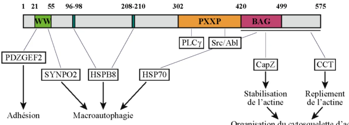 Figure 1.9 – Schéma de la structure de la protéine BAG3. Adapté de Guilbert et al., 2015
