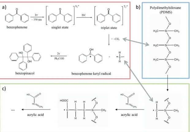 Figure 2.6:  Schematic outline of the photochemical process involved in  surface treatment showing (a) BP photoinitiation, (b) PDMS, and (c) PAA  graft polymerization