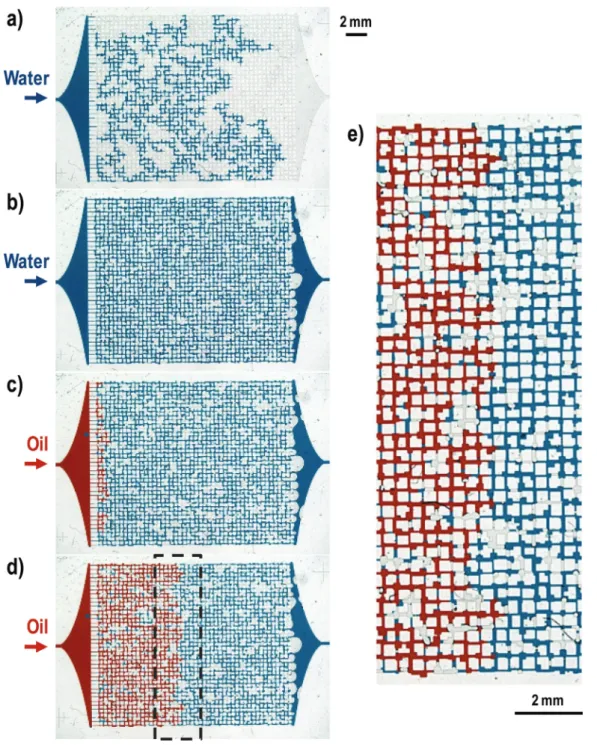 Figure 2.13:  Fluid injection in a hydrophobic, oil–wet micromodel made of  PDMS. Water (blue) is injected first, followed by oil (red)