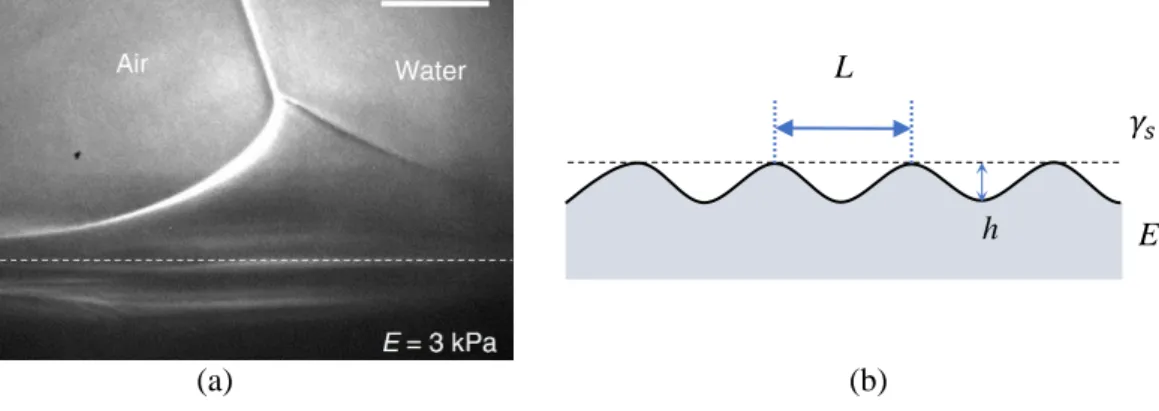 FIGURE 1.3: (a) Image of a wetting ridge of a PDMS gel acquired by the X ray microscopy 80 
