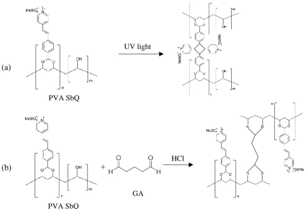 FIGURE 2.24: Crosslinking of PVA SbQ polymer. (a) Network crosslinking due to UV light