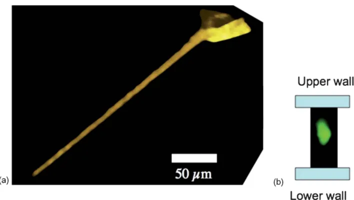 Fig. 6 Confocal image of the spout. (a) 3D image of the spout reconstructed from a z-stack acquisition over 40 microns