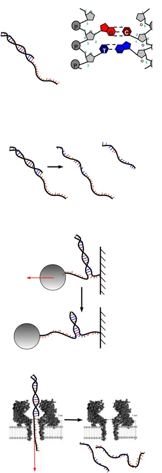 Figure 1.1 – Structure de l’ADN et trois techniques de dénaturation de la double hélice d’ADN ; dénaturation thermique, dénaturation mécanique par application d’une force au bout