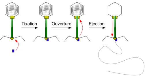 Figure 5.1 – Les 3 étapes du processus d’éjection in vitro.