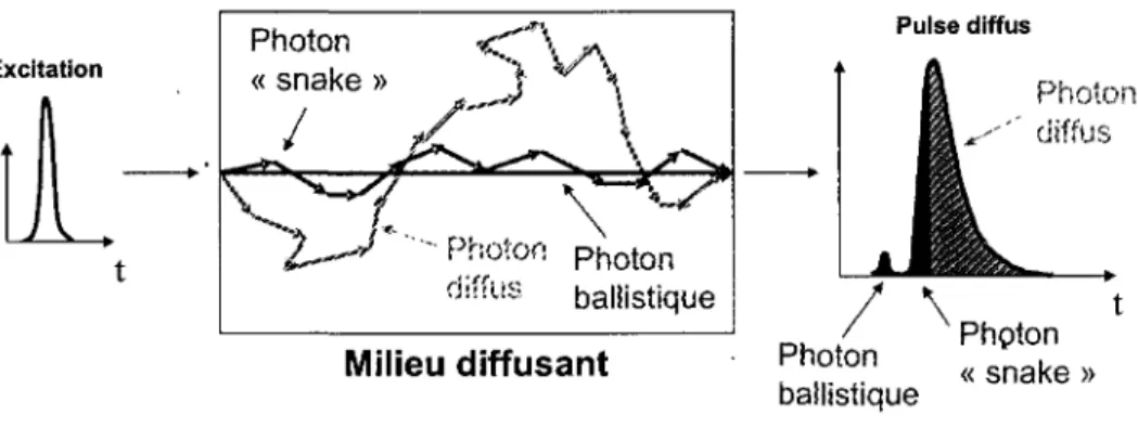 Figure 2.7: Propagation de la lumière dans un milieu diffusant. 