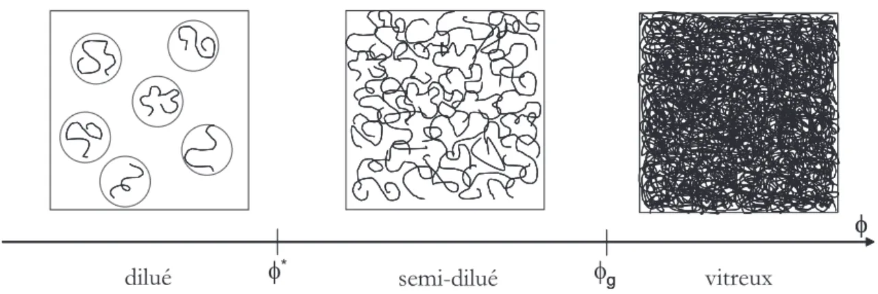 Figure 1.4 – On distingue trois régimes de concentration des polymères : le régime dilué, semi-