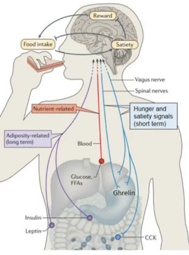 Figure  1-  1.    Homeostatic  eating  regulating system.   