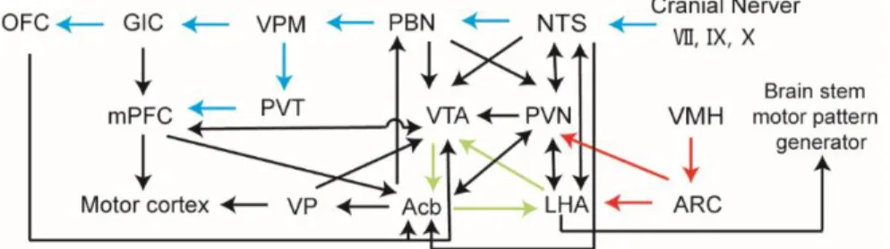 Figure 1- 2. Brain circuits involved in the regulation of food intake.  