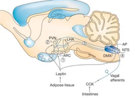 Figure  1-  3.  Brain  circuits  integrating  information  about adiposity and satiety 