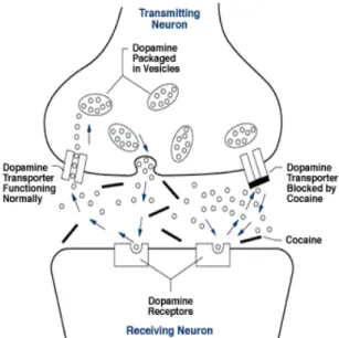 Figure 2 : Transmission de l’influx nerveux en absence et en présence de cocaïne [3] 