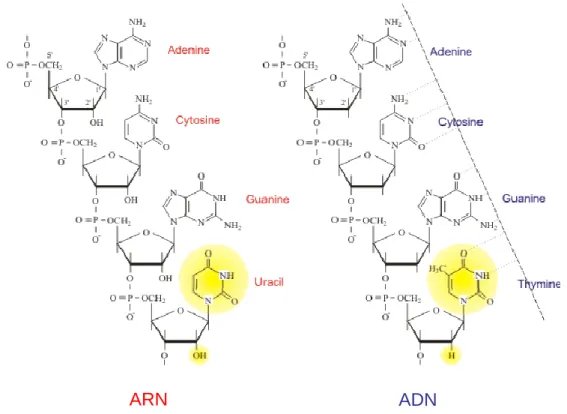Figure 13 :  Structure des acides nucléiques et de leurs bases. Adapté de [128] 