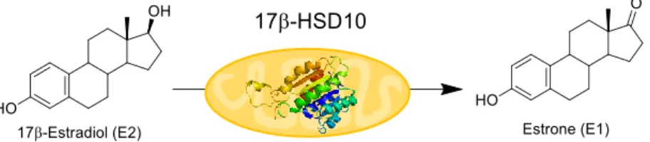Figure 1. Oxidation of the 17β-OH of estradiol catalysed by 17β-hydroxysteroid dehydrogenase type 10 (17β-