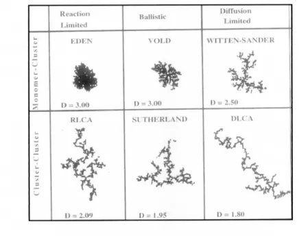 Figure 1.18 – Simulations de structures résultantes des différents modèles de croissance [43]