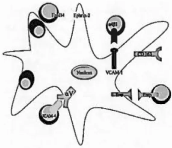 Figure 1.5  Interactions  directes  entre  le  macrophage  central  et  les 