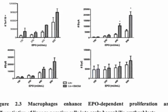 Figure  2 . 3  Macrophages  enhance  EPO-dependent  proliferation  and 