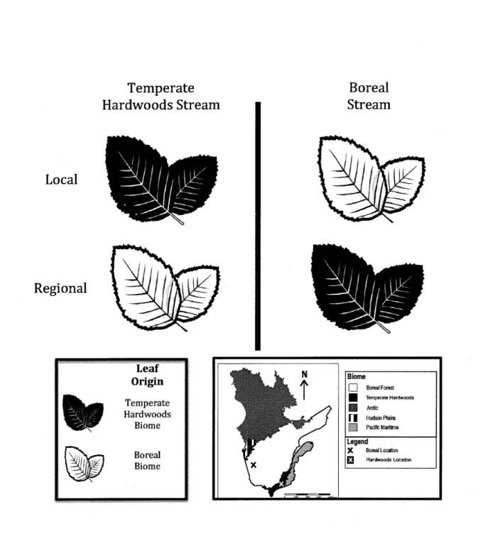 Fig. 1.2  Schematic of regional-scale reciprocal transplant of speckled aider  [A/nus 
