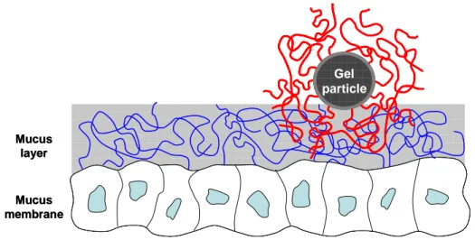 Figure 7 -  Schematic  diagram representing the interpenetration between tethered chains and mucus gel  layer, from [22]