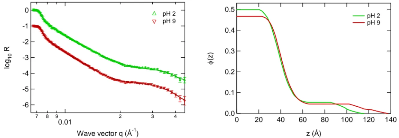 Figure 12 -  Neutron reflectivity curves (left) and polymer density profile (right) corresponding to the best  fit of the reflectivity data