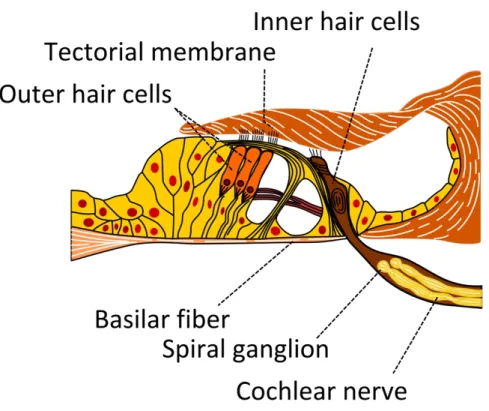 Figure 2.2 The organ of corti sits on the basilar membrane. It includes the outer and inner hair cells [Wikimedia, 2015].
