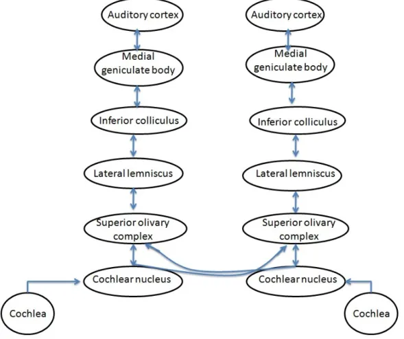 Figure 2.3 Auditory Pathway [Heeger, 2013].
