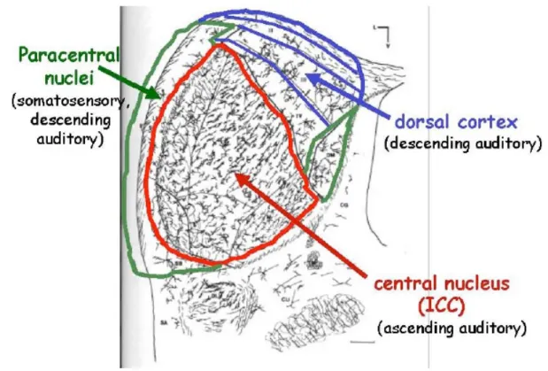 Figure 2.5 The IC structure consists of three parts: a central nucleus (ICC), a dorsal cortex and an external cortex (paracentral nuclei) [Heeger, 2013].