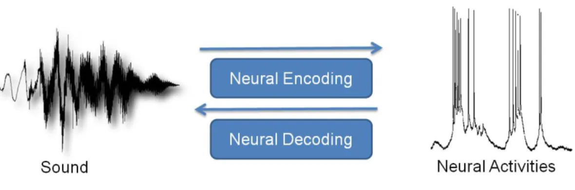 Figure 2.9 Neural encoding and decoding of spike activities. In neural encod- encod-ing, the stimulus is available and the neural activity are estimated, while in neural decoding, neural activity are present and the stimulus should be  esti-mated.