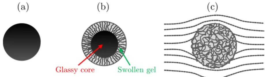 Figure 2.8: Mechanistic events in the dissolution of polymeric particle according to Ranade and Mashelkar - (a) Solid polymeric particle (t = 0)