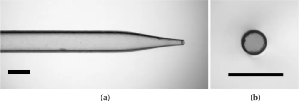 Figure III.2 nous pouvons voir un exemple de capillaire obtenu à l’issu de ce protocole