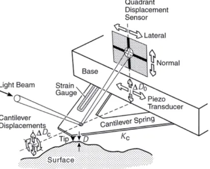 Figure 4 : principe du fonctionnement du microscope à force atomique. En balayant la surface, la pointe  s’écarte ou se rapproche de la surface selon le type d’interaction entre la pointe et la surface