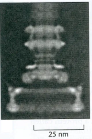 Figure 48 : moteur présent à la surface des  bactéries qui met un flagelle en mouvement  (photo prise au microscope électronique à 