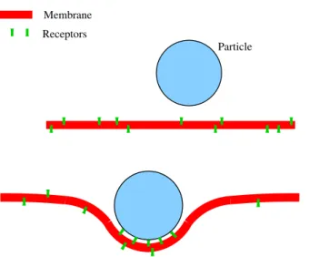 Figure 1.6: Cartoon of the adsorption (bottom) of a particle (for instance, a VLP) initially in the bulk (top)