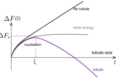 Figure 1.8: Expected behavior of the free energy of membrane tubules formed by aggregation of adsorbed particles