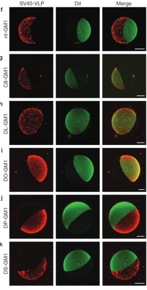 Figure 5 Clustering and domain formation analysis. (a) Confocal sections  in the equatorial plane of GUVs made from a mixture of 40.7 mol%  brain-sphingomyelin, 13.6 mol% cholesterol, 40.7 mol% DOPC, 1 mol%  BodipyFl-C5-HPC (green) and 5 mol% of nt-GM1