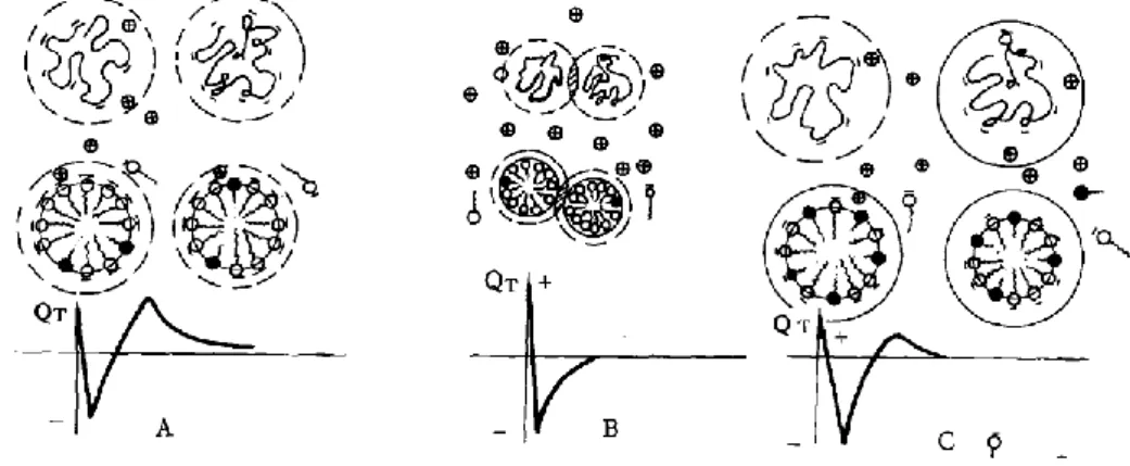 Figure 32: Explication de l’incompatibilité surfactant-polymère par la théorie DVLO [6] 