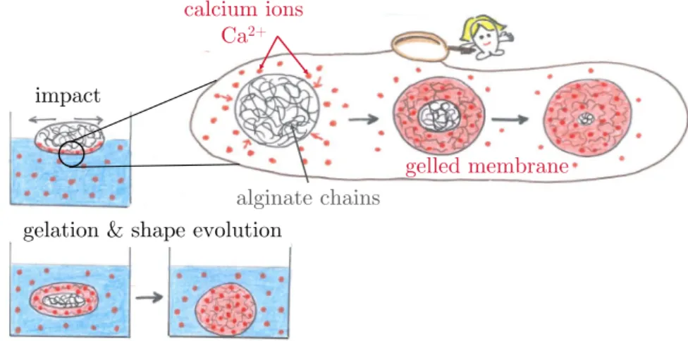 Figure 1.2 Dripping process involves deformation upon impact and a gelation process at the same time.