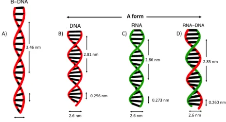 Figure I.4: Physical structures of dsDNA, dsRNA, RNA-DNA hybrid and differences of A and B form helices