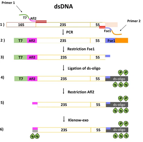 Figure I.9: Preparation of dsDNA