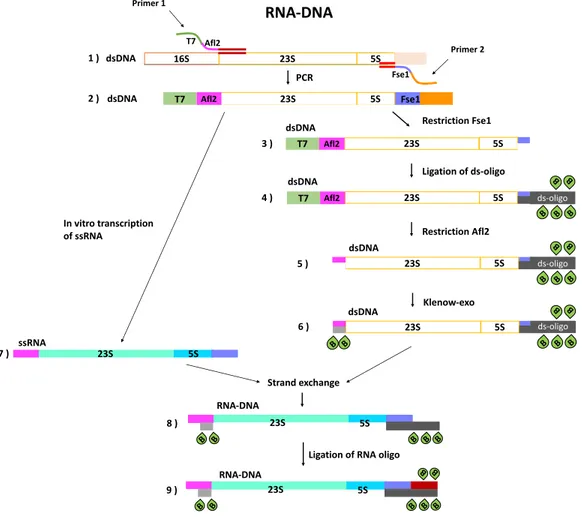 Figure I.10: Preparation of the RNA-DNA hybrid with biotin modifications.