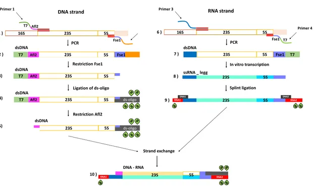 Figure I.12: Preparation of DNA-RNA hybrid with biotin modifications.