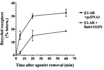 Figure  1.  The  dominant-negative  Rabll-S2SN  mutant  inhibits  P2AR  recycling.  HEK293 cells expressing FLAG-P2AR alone or in combination  with wild-type  Rabll,  Rabll-Q70L,  or Rabll-S25N  were treated for  6h with 5 uM isoproterenol